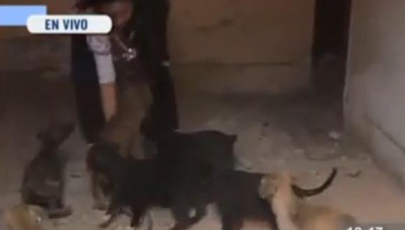 ​Barranco: Abandonan a 11 cachorritos en vivienda deshabitada