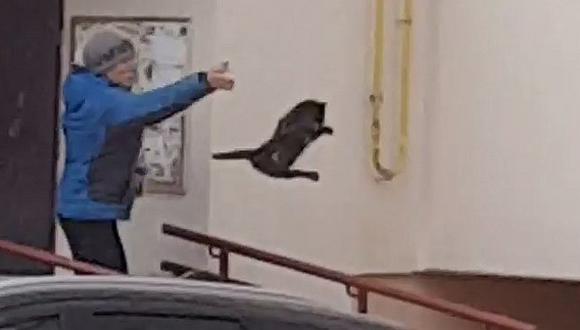 Una mujer lanza un gato encima de un alce salvaje para espantarlo (VIDEO)