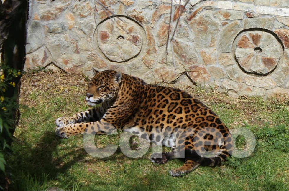 El nuevo parque para los animales en el zoológico de Huancayo (FOTOS)