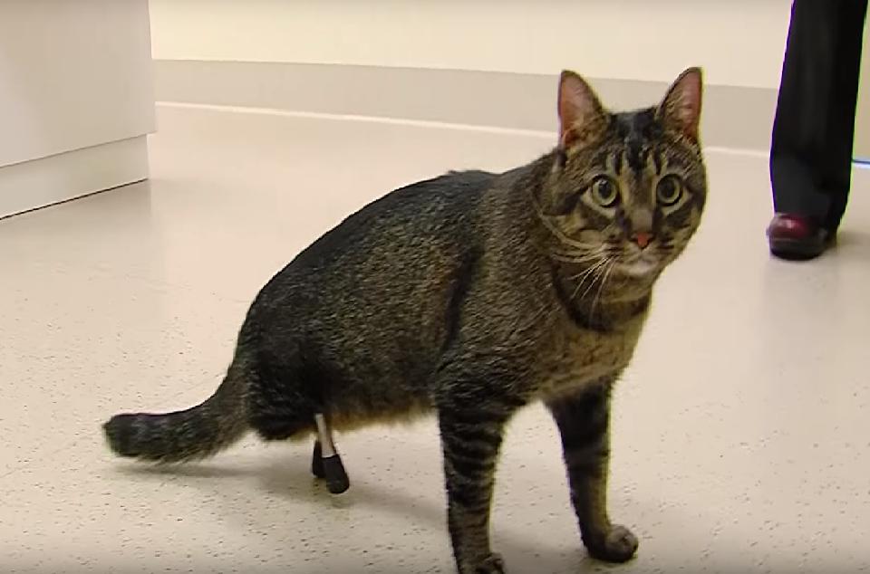  YouTube: Gato recibe prótesis de piernas hechas con impresora 3D