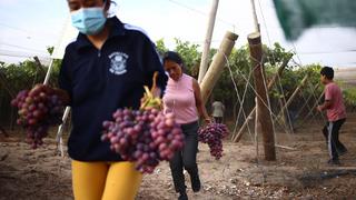 Midagri plantea régimen laboral transitorio para el agro, mientras se formula nueva Ley Agraria