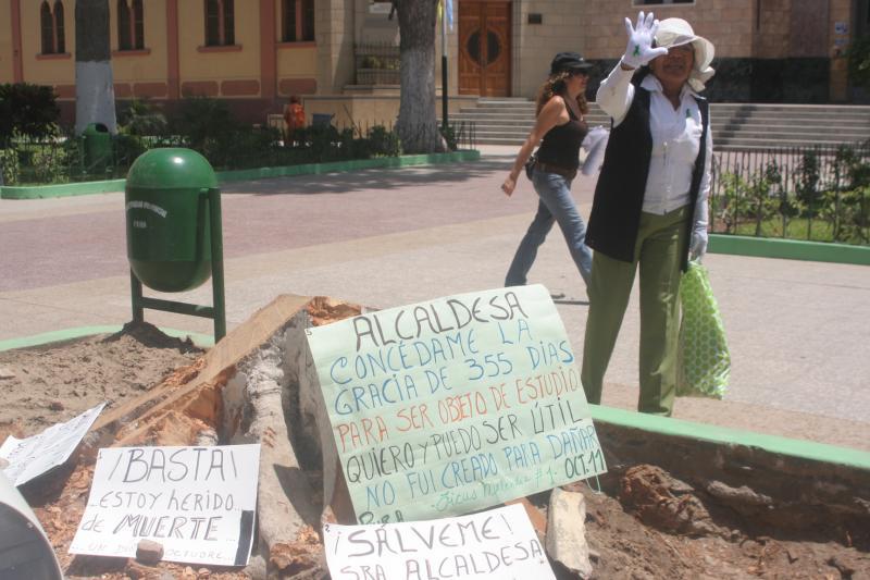 Formalizan denuncia por tala de árboles en Piura