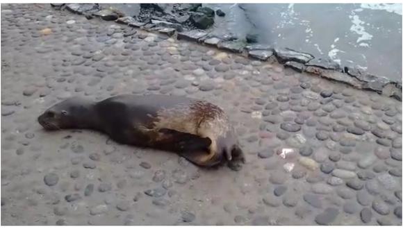 Cañete: Sujetos habrían herido y matado a pequeños lobos de mar en Cerro Azul (VIDEO)