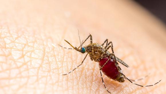 Reportan más de 600 casos de malaria en San Martín