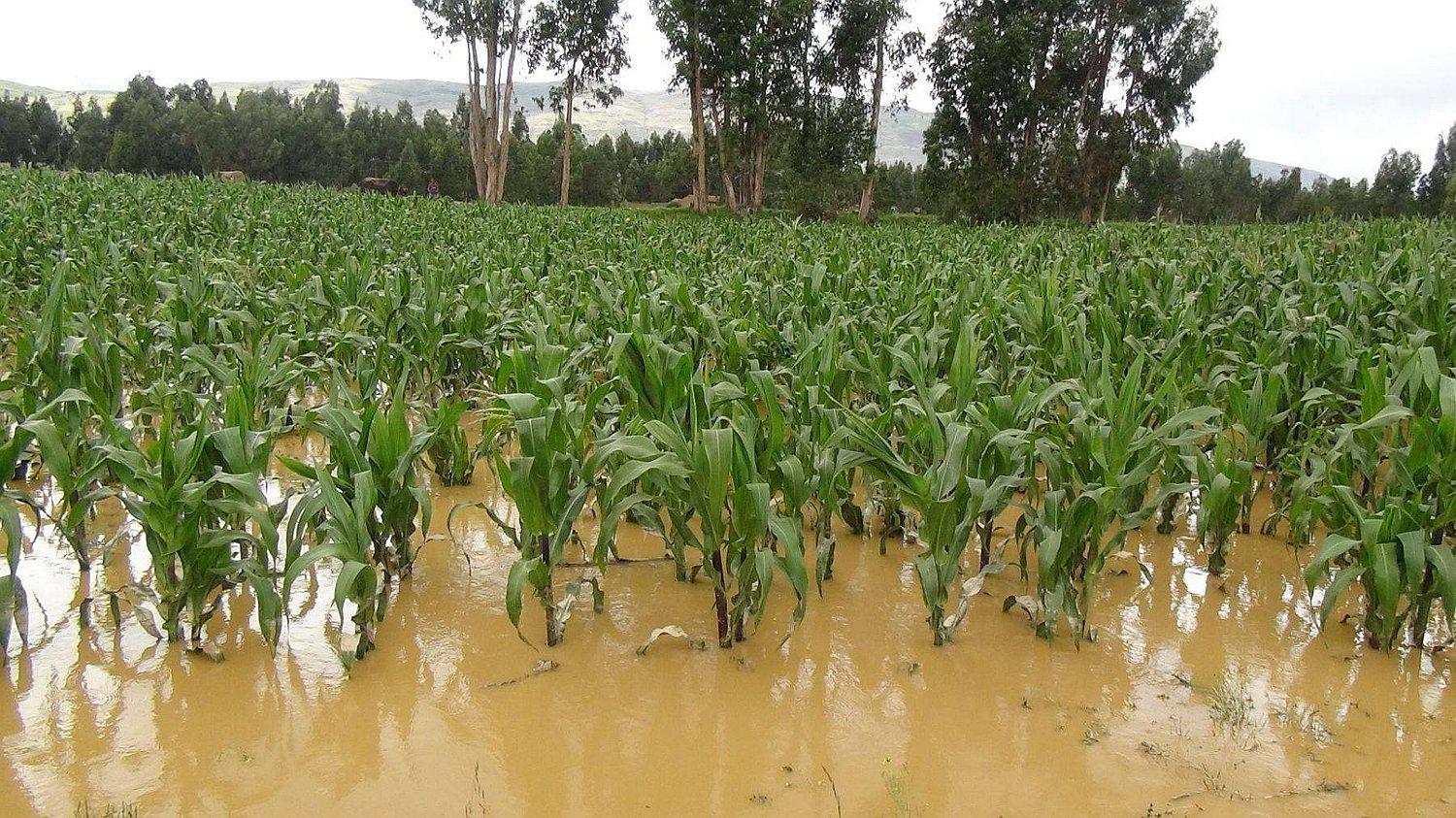Tarma: Por lluvias agricultores pierden 16 hectáreas de cultivo 