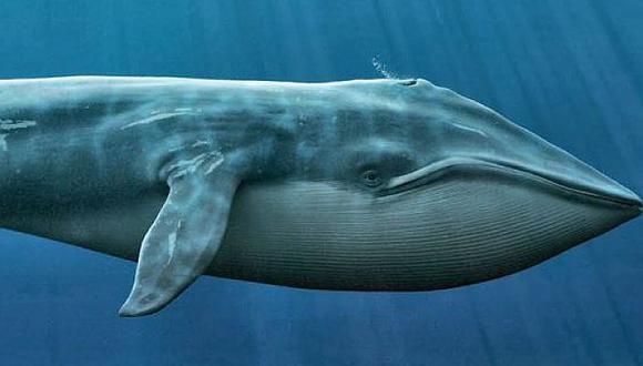 Ballena azul: científicos encuentran una teoría al tamaño gigantesco del mamífero 