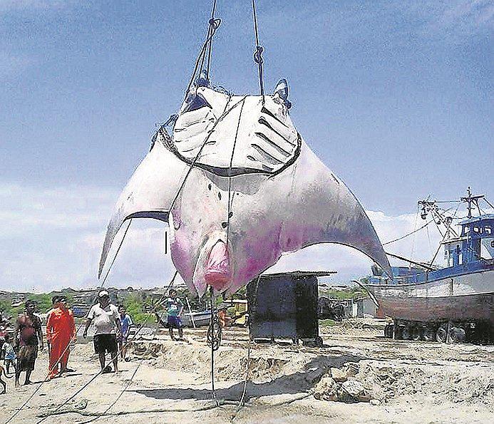 En las costas de Tumbes se avistan mantarrayas gigantes