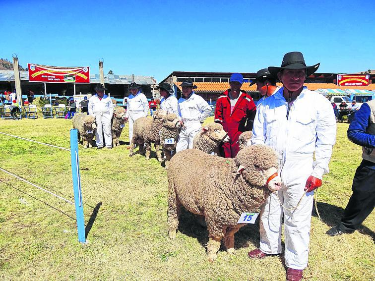Hermosos ejemplares de ovinos en Expo Feria en Concepción 