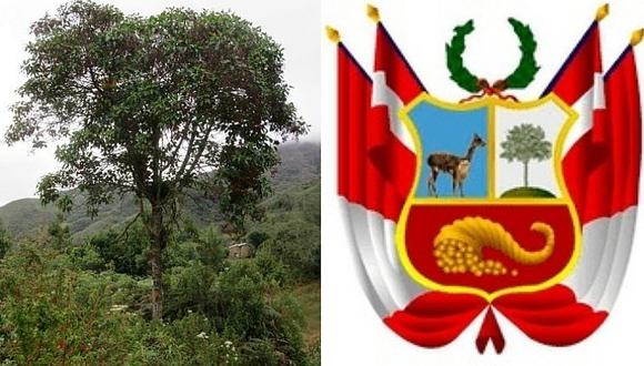 La quina: el árbol nacional de Perú en peligro de extinción 