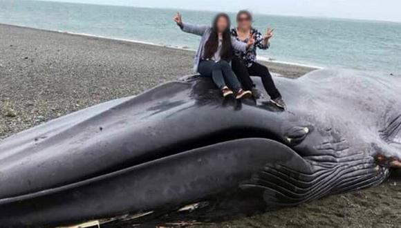Indignación en Chile: Mujeres se tomaron fotos sobre una ballena sin vida en la playa (FOTOS)