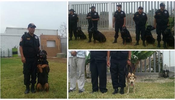 ​Surco: conoce a Hachi y sus amigos caninos que frustran asaltos
