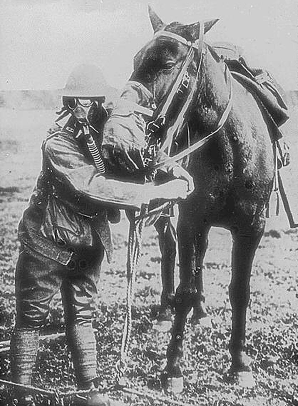Así eran usados los animales en la Primera Guerra Mundial (FOTOS)