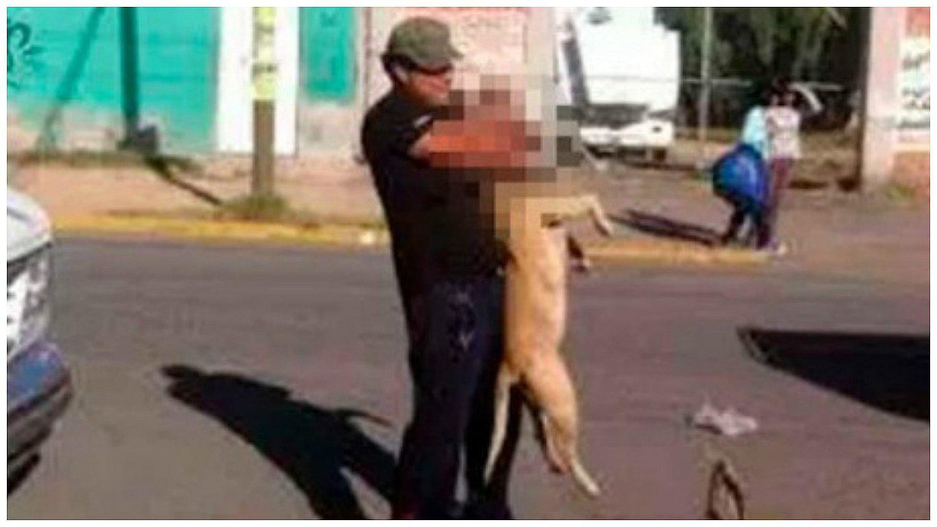  ​Ahorcó a pitbull en plena calle porque temía que "muerda" a personas