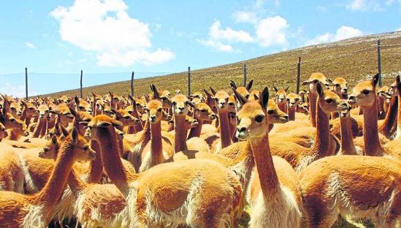 Más del 30% de vicuñas muere por sarna