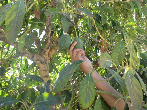Plaga "Arañita roja" afecta a productores de palta de Omate