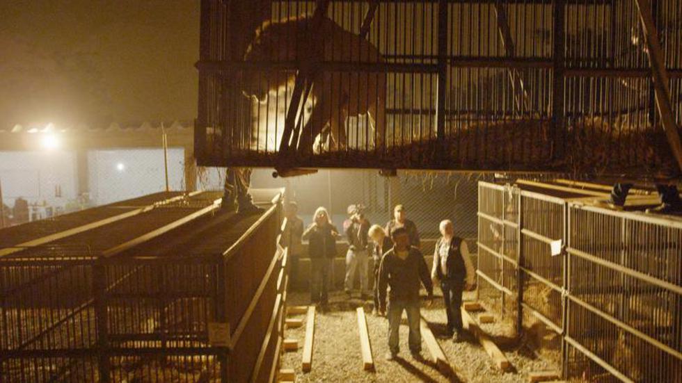 Defensores de animales rescatan 3 leones de los circos en Cusco