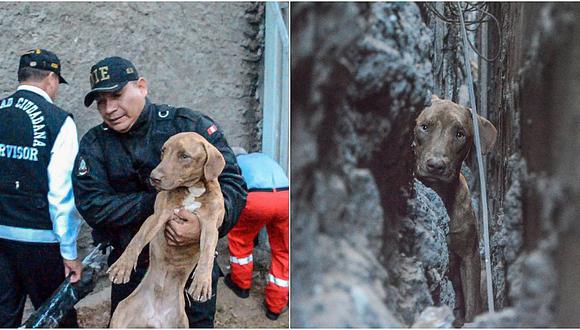 Bomberos y serenos de San Miguel rescatan a perrito que se quedó atrapado en zanjón 