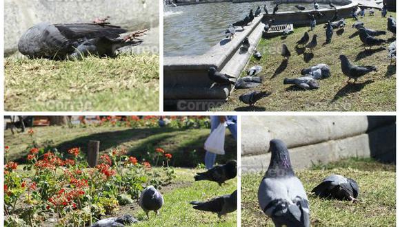 Arequipa: Decenas de palomas mueren en la plaza de armas
