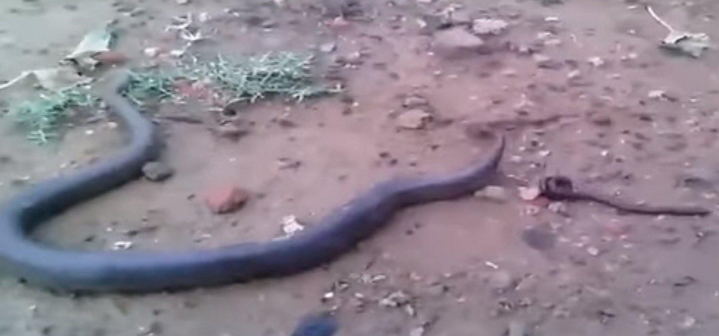 YouTube: Nacimiento de 20 anacondas en la India causa revuelo (VIDEO)