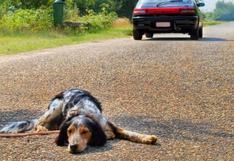 Congreso: presentan proyecto de ley para que el SOAT cubra accidentes de animales domésticos