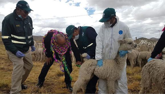Minagri entrega kits veterinarios y pacas de heno a distritos en emergencia por las heladas 