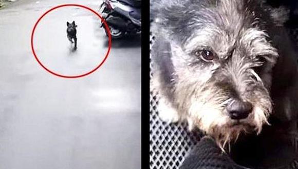 Youtube: Perrito llora al encontrarse con su dueño tras estar perdido (VIDEO)