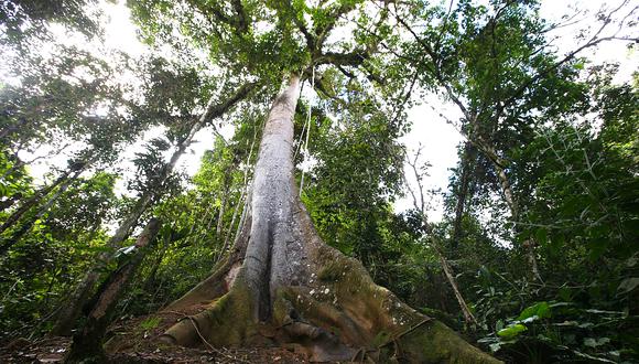 Perú ocupa el séptimo lugar en el mundo con mayor deforestación de sus bosques primarios
