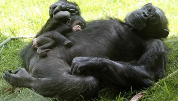 Tribunal reconocerá a chimpancés como "personas" con derechos