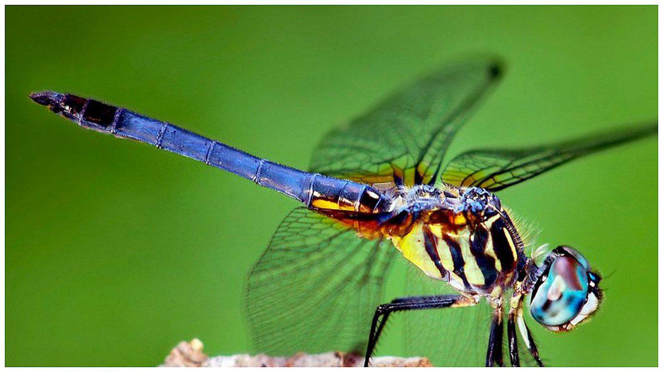 Brasil: Descubren nueva especie de libélula con cuerpo azul