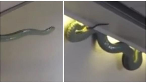 Impactante en YouTube: serpiente venenosa causa terror entre pasajeros de avión (VIDEO)