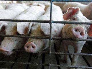 Granjero es devorado por los cerdos