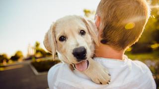 “Día del Niño”: Siete consejos antes de regalar una mascota a los menores de casa