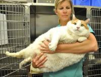 Muere Meow el gato más gordo del mundo