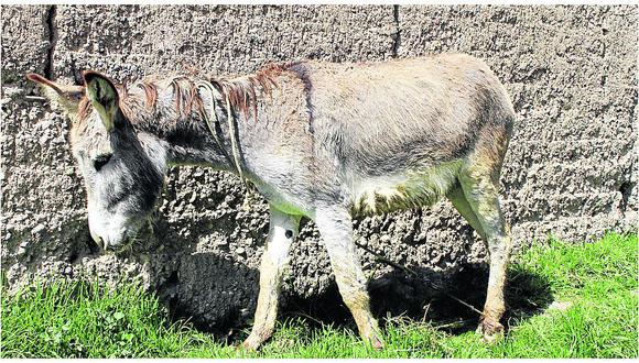 Jauja: ​Desconocidos roban burros para traficar con su piel