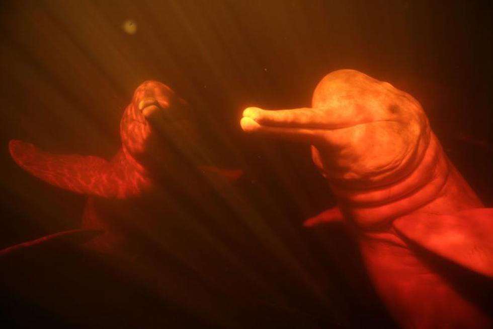 El delfín rosado del Amazonas se encuentra en peligro por su uso como carnada