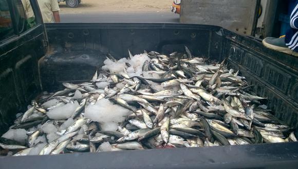 Piura: La pesca ilegal pone en riesgo la especie caballa