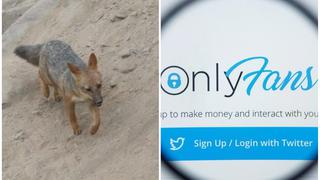 Zorro Run Run ya cuenta con OnlyFans para recaudar fondos y rescatar a otros animales (VIDEO)