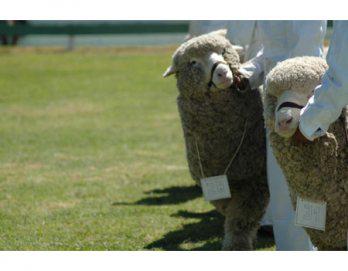 Millonaria venta de ovinos raza Junín