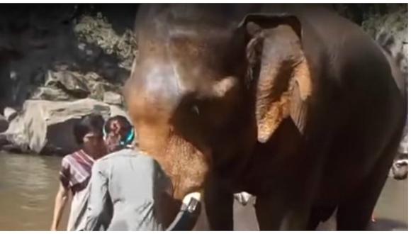 Tocaba a un tranquilo elefante, pero lo que sucedió luego la pudo matar (VIDEO) 