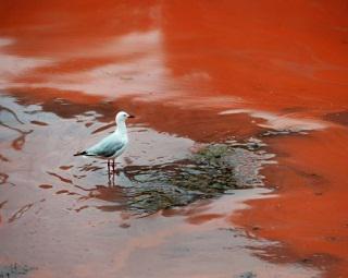 Playas australianas se tiñen de rojo 